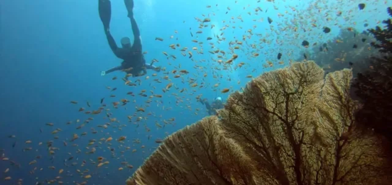 Paket Diving di Sabang (Kursus Menyelam & Fun Scuba Diving) Paket Diving di Sabang (Kursus Menyelam & Fun Scuba Diving)