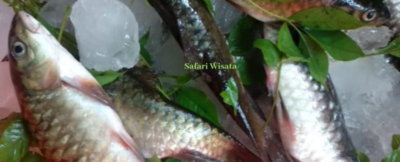 mancing ikan mahseer di Aceh