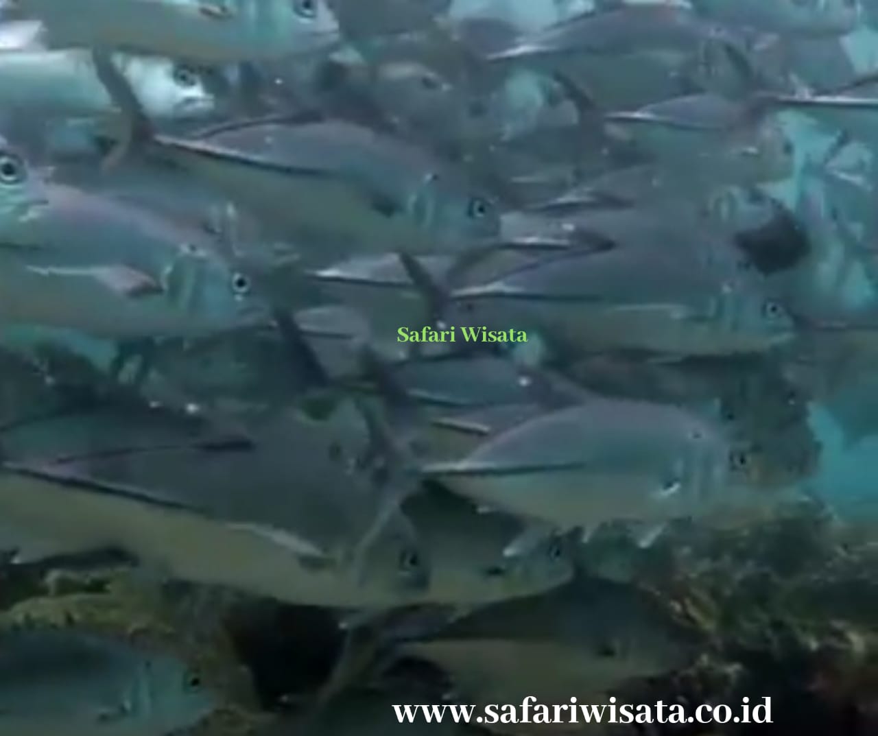Mancing Ikan Tanpa Boncos – Mancing Ikan Tapi Tidak Pernah Dapat, Ini ...
